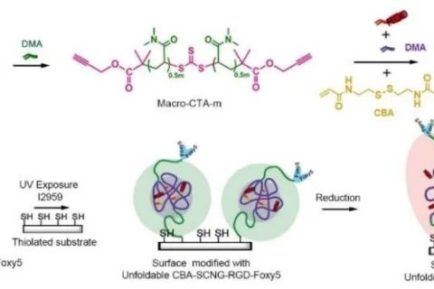 仿生双配体单链高分子纳米凝胶协同调控干细胞行为与分化