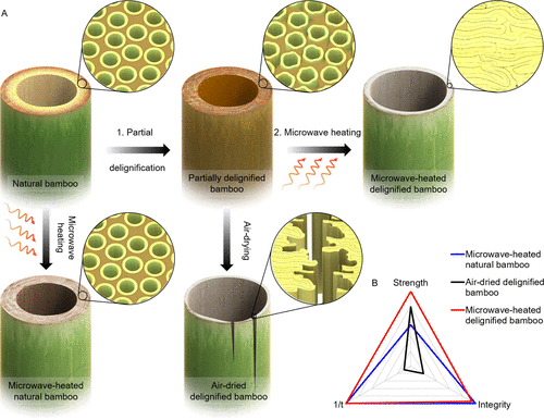 “木头大王”胡良兵《ACS Nano》：竹子如何“炼”成高性能结构材料？