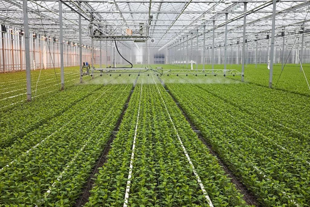 一亩地的常规蔬菜大棚种植成本及种植利润分析