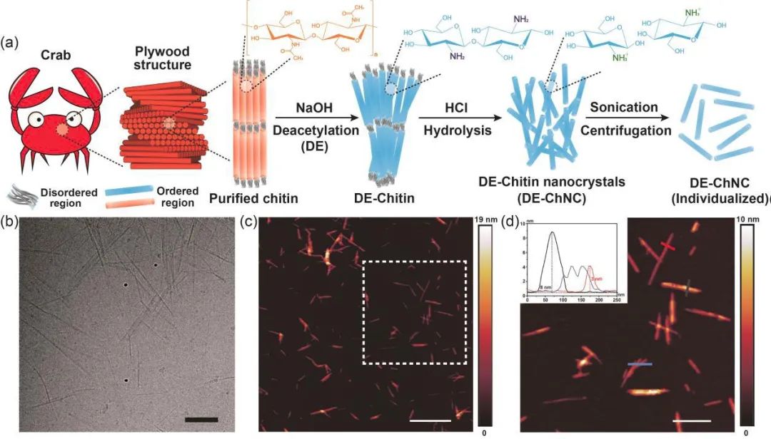 《ACS Nano》：低温电子断层扫描解析纳米甲壳素手性结构