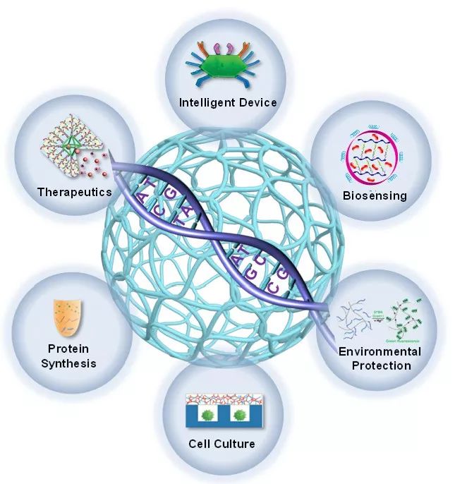 天津大学仰大勇课题组发表DNA高分子水凝胶研究系统评述