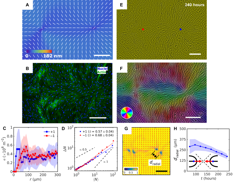 《Science》子刊：液晶弹性体控制单层成纤维细胞的拓扑结构