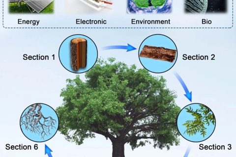 树基生物聚合物作为可持续多功能材料的研究进展