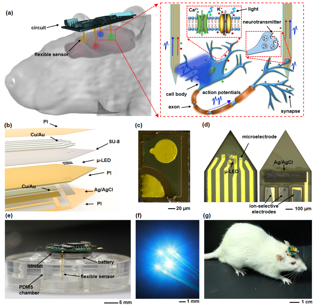 天津大学黄显团队《AFM》：“八爪鱼”——用于多脑区光电刺激和生理检测的多通道植入式柔性电子器件