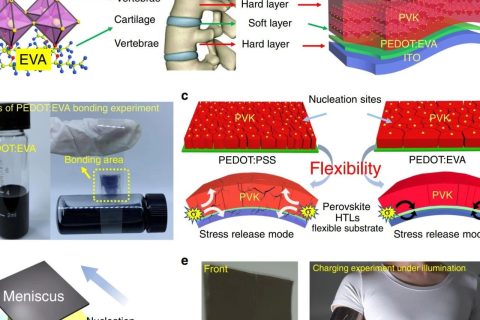 陈义旺、胡笑添团队《自然-通讯》：仿生脊柱设计助力大面积柔性钙钛矿太阳电池