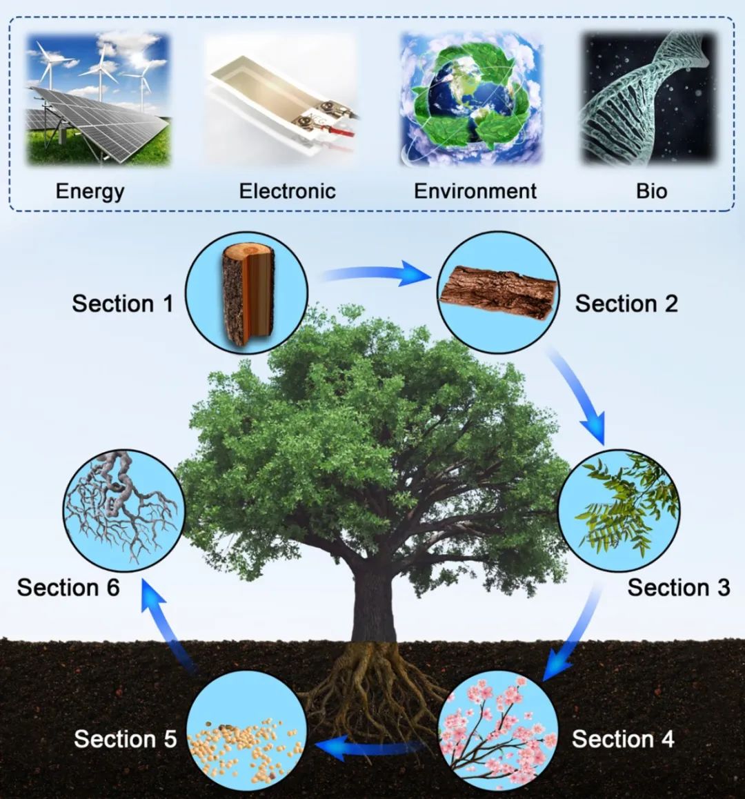 美国东北大学祝红丽团队 《AM》综述：树基生物聚合物作为可持续多功能材料的研究进展