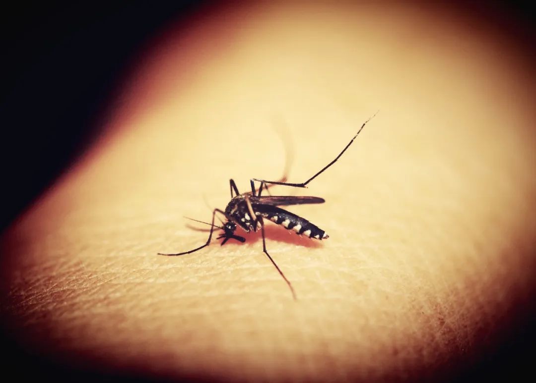 “转基因蚊子”来了！美国不顾反对，释放7.5亿只“转基因蚊子”