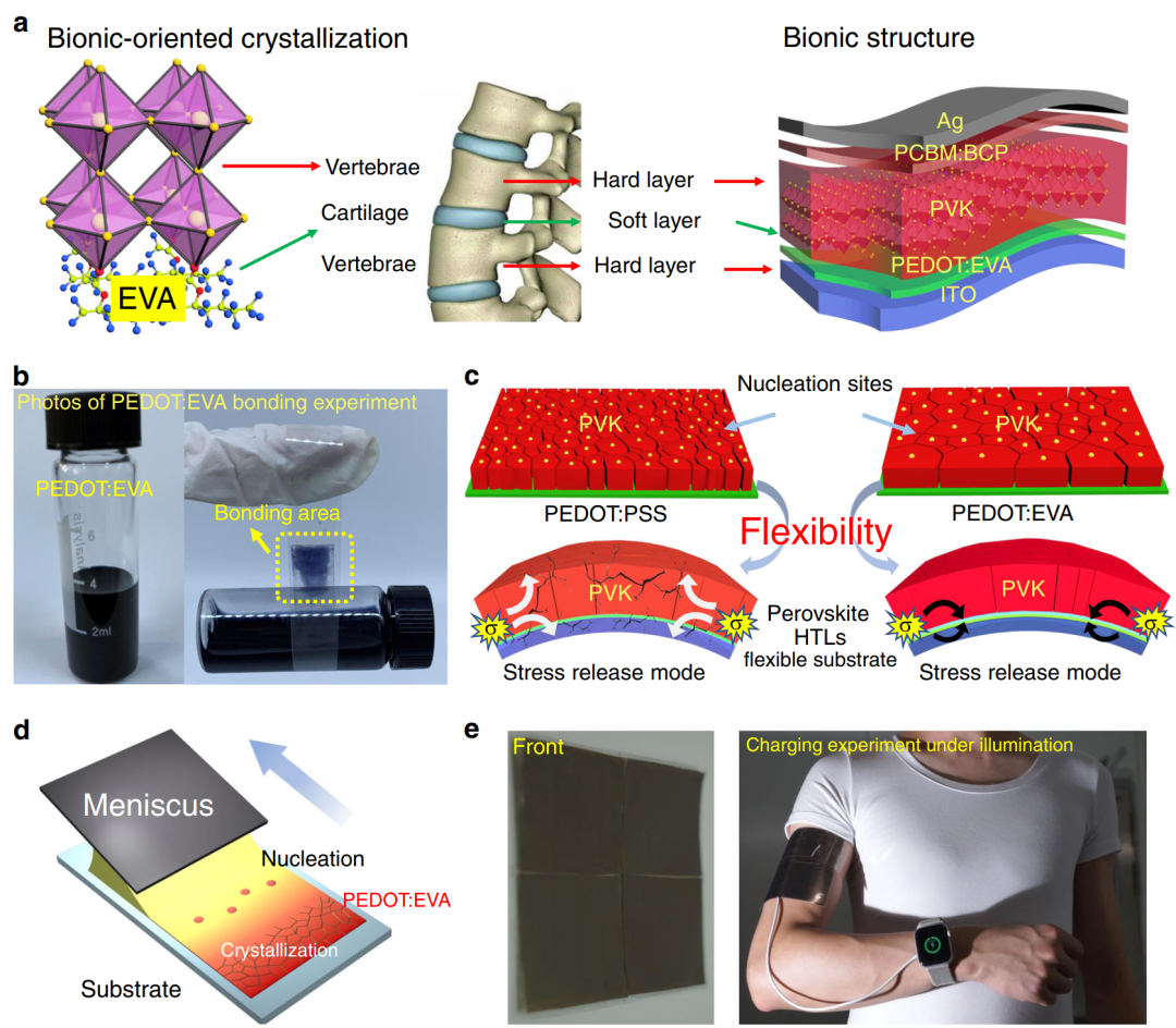 陈义旺、胡笑添团队《自然-通讯》：仿生脊柱设计助力大面积柔性钙钛矿太阳电池