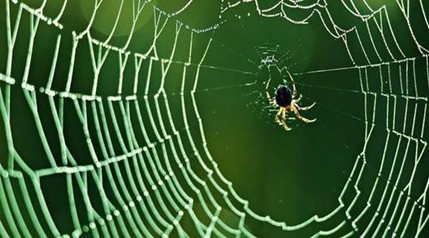 惊叹，蜘蛛绝对是顶级纺丝高手！《Nature》子刊：科学家揭秘蜘蛛丝的形成过程，并成功模仿！