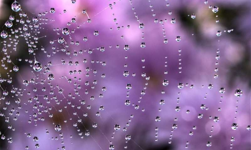 英国科学家发明蜘蛛丝胶水，粘附强度可达6.28MPa