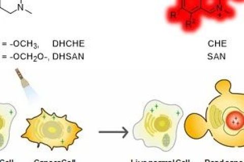光激活二氢生物碱用于癌细胞的高时空分辨成像及精准化疗