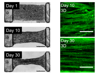 《Biomaterials》：3D打印心脏微组织-模拟心肌纤维结构