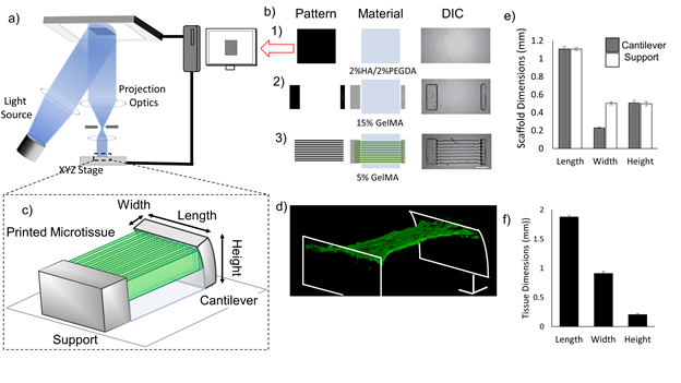 《Biomaterials》：3D打印心脏微组织-模拟心肌纤维结构