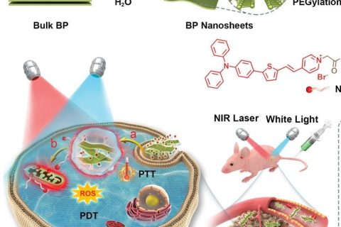 AIE与黑磷纳米材料强强联手，共同对抗癌细胞