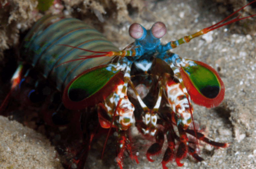 一盘“虾”发了一篇顶刊《自然·材料》！螳螂虾的秘密被揭开 | 大自然的鬼斧神工