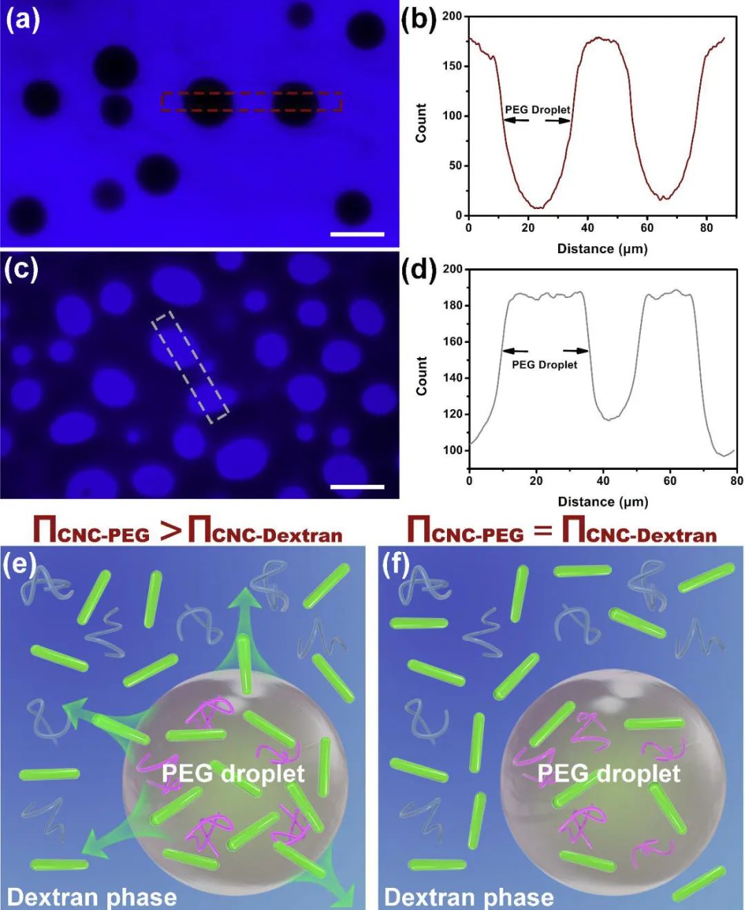 《ACS Nano》：具有可渗透界面组装的纳米纤维素基水包水液晶乳液
