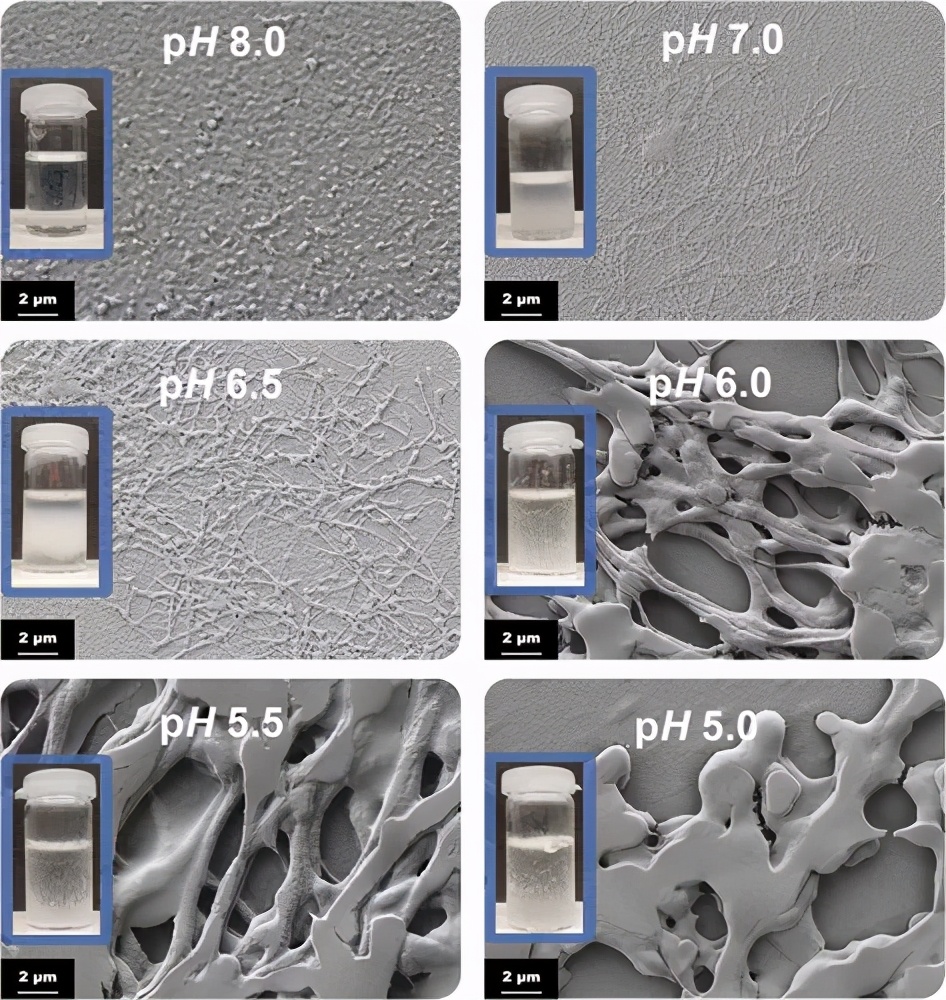 《Biomacromolecules》自组装3D 纤维蛋白原水凝胶和气凝胶-3